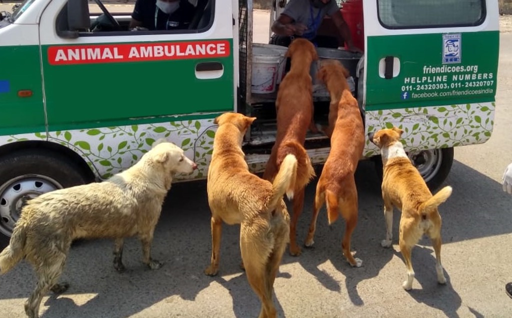Friendicoes and PokerBaazi: Partners in feeding Delhi's stray animals -  CauseBecause